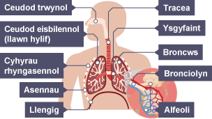 Y system resbiradol; ceudod trwynol, tracea, ceudod eisbilennol (llawn hylif), cyhyrau rhyngasennol, asennau, llengig, ysgyfant, bronciolyn, alfeoli
