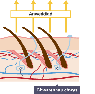 Diagram yn dangos blew'n gorwedd yn fflat fel bod gwres yn gallu dianc. Mae chwarennau chwys yn secretu chwys sy'n oeri'r croen drwy anweddu. Mae llif gwaed mewn capilarïau yn cynyddu hefyd.