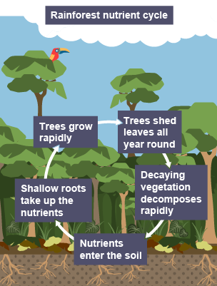 The rainforest nutrient cycle: trees shed leaves all year round, decaying vegetation decomposes rapidly, nutrients enter the soil, shallow roots take up the nutrients, trees grow rapidly.