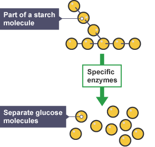 Part of a starch molecule is shown.  With the addition of specific enzymes the protein is broken down into separate glucose molecules.