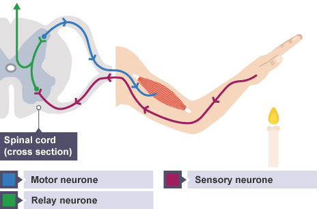 What is meant by reflex-action? With the of a labelled diagram trace the  sequence of event which occurs when we touch a hot object.