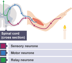 The nerve pathway in the arm