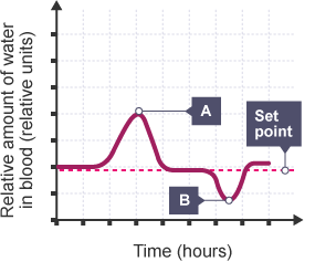 Graph showing relative amount of water in blood over time