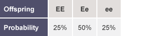 Table with rows labelled as Offspring and Probability: EE, 25%. Ee, 50%. Ee, 25%