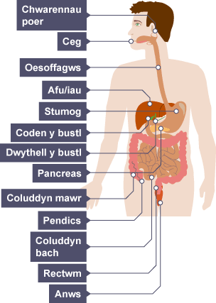 Diagram o'r system dreulio ddynol yn dangos Ceg, Chwarennau poer, Oesoffagws, Iau, Coden y bustl, Stumog, Dwythell y bustl, Pancreas, Coluddyn bach, Coluddyn mawr, Pendics, Rectwm, ac Anws.