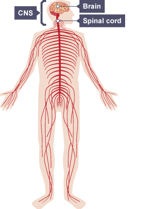 Diagram of the human central nervous system with the brain and spinal cord labelled