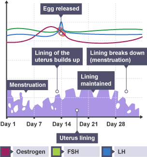 A diagram representing the menstrual cycle and hormone levels