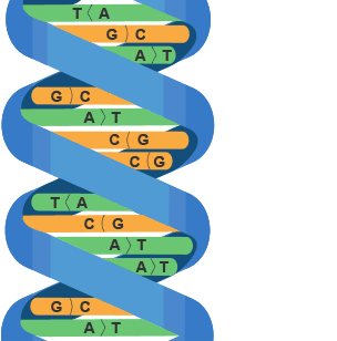 DNA strand showing bases pairs: TA, GC, AT repeated randomly.