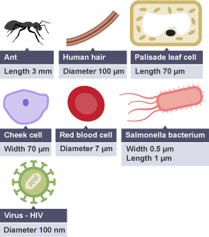 The diagram shows the size of three organisms, different cells and other structures.