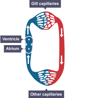 Diagram illustrating the circulatory system in a fish