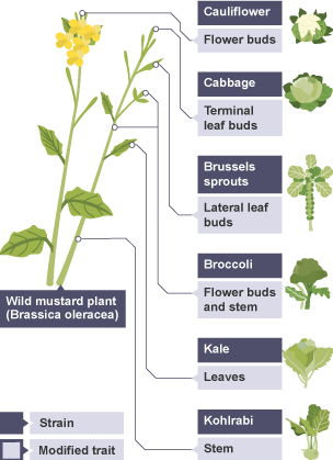 selective breeding diagram