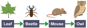 A food chain diagram for a leaf, beetle, mouse and owl