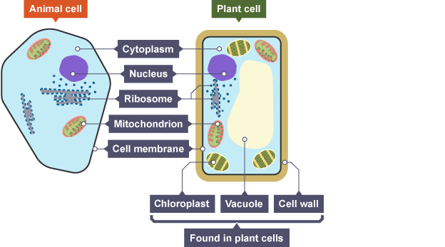 Does a plant cell have cytoplasm?
