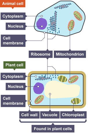 Animal and plant cells. Both share cytoplasm, nucleus, ribosome, mitochondrion and cell membrane. Plant cells have chloroplast, vacuole and cell wall.