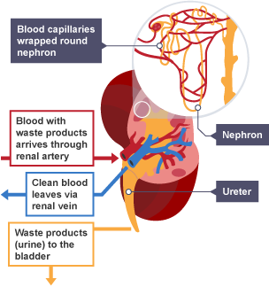 Diagram showing how the kidney functions