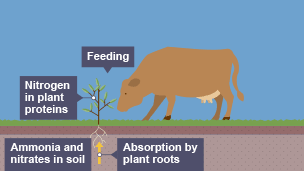 Stage two of the nitrogen cycle. Cow feeding on a plant.   The ammonia and nitrate in the soil is absorbed by the plant roots. Nitrogen in plant proteins.  The ammonia and nitrate in the soil is absorbed by the plant roots.