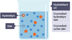 Diagram yn dangos crynodiad hydoddyn. Bicer llawn dŵr wedi'i labelu'n Hydoddiant un; Crynodiad hydoddyn isel; Crynodiad dŵr uchel. Gronynnau yn y bicer wedi'u labelu'n Hydoddyn.