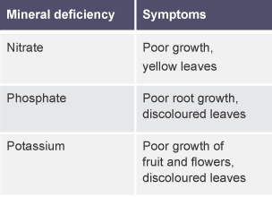 A table with 2 columns and 3 rows. Nitrate deficiency symptom is poor growth. Phospate deficiency symptom is poor root growth. Potassium deficiency symptom is poor growth of fruit and flowers.