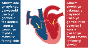 Atriwm dde yn cyfangu, pwysedd uwch an agor y falf deirlen a gwaed yn mynd mewn i'r fentrigl dde. Atriwm chwith yn cyfangu, pwysedd uwch yn agor y falf ddwylen a gwaed yn mynd mewn i'r fentrigl chwith