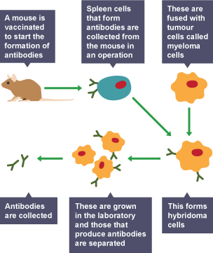 A diagram showing how antibodies are collected from mice to form hybridoma cells