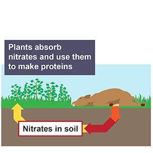 Nitorgen cycle absorption