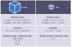 Nanoparticles surface area to volume ratio