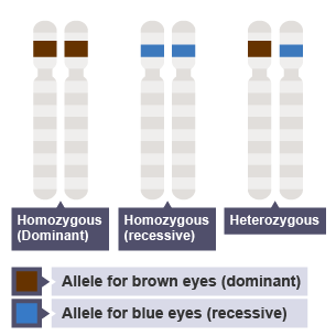 Alleles