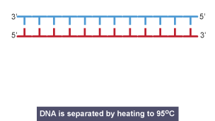 DNA is separated by heating to ninety degrees centigrade