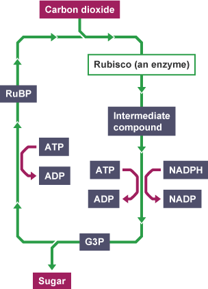 The Calvin Cycle