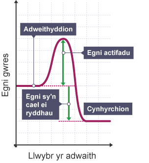 Graff adwaith ecsothermig, yn dangos egni yn erbyn llwybr yr adwaith.