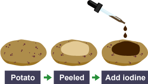 A potato is peeled. Iodine is dropped onto the exposed area, which turns black.