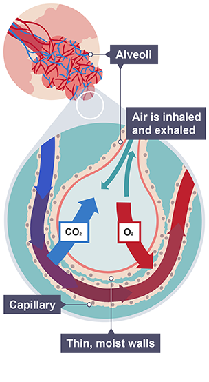 Alveoli