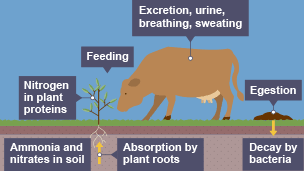 Stage three of nitrogen cycle. Cow feeding on plant. Cow is excreting, breathing and sweating. Cow’s waste products decay through bacteria.