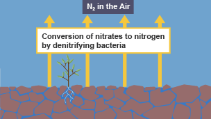 Conversion of nitrates to nitrogen by denitrifying bacteria, leading to N2 in the air.