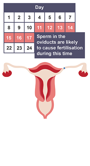 BODY_SYSTEMS_REPRODUCTION_MENSTRUAL_CYCLE_PART_5