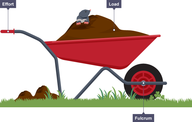 A wheelbarrow showing the fulcrum at the wheel and the effort focused at the handle, with the load in between within the wheelbarrow itself.