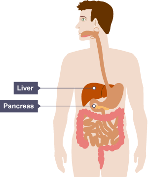 Human body showing the digestive system. The liver is near the top and the pancreas is below.