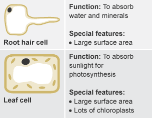 BBC Bitesize - KS3 Biology - Cells to systems - Revision 4