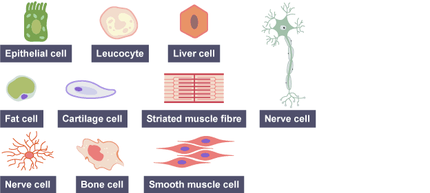 Ks3 biology bbc bitesize - homeworknowgarfield.x.fc2.com