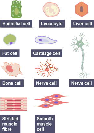 The variety of human cell types: epithelial cells, leucocyte, liver cell, nerve cell, fat cell, cartilage cell, striated muscle fibre, human cell, bone cell and smooth muscle cell.