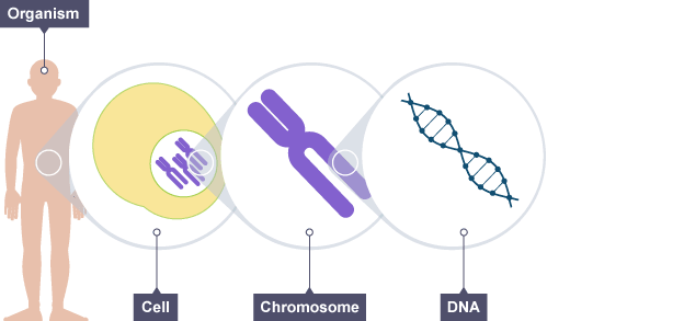 Cell Diagram Bbc Bitesize Image collections - How To Guide 