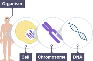 The structure and function of DNA: a human with a magnifying glass showing a cell.  The cell is then magnified to show a chromosome, which is magnified to show the DNA strand.