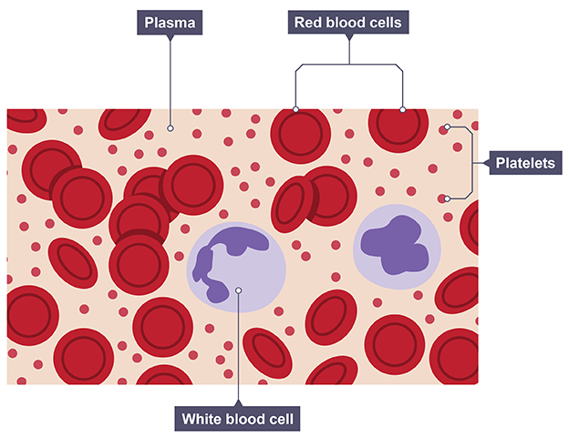 The menstrual cycle - Reproduction, fertility and contraception (CCEA) -  GCSE Biology (Single Science) Revision - CCEA - BBC Bitesize