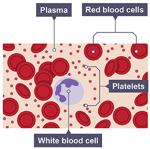 BODY_SYSTEMS_CIRCULATION_BLOOD_SMEAR