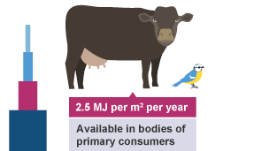 Third tier of pyramid of biomass showing primary consumers for example cows and blue tits. They produce 2.5 MJ per meter squared per year.