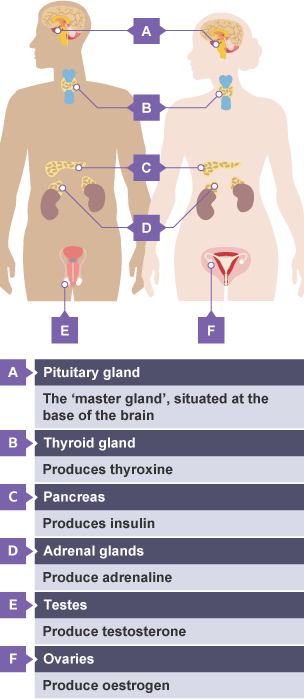 Male and female body diagrams showing locations of pituitary, thyroid, pancreas, adrenal glands, and reproductive glands, with labels explaining each gland’s hormone production.