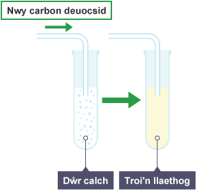 Diagram yn dangos sut mae carbon deuocsid yn adweithio â chalsiwm hydrocsid i ffurfio calsiwm carbonad gwyn, sy'n anhydawdd ac felly'n troi'r dŵr calch yn ‘llaethog’.