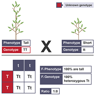 Genetics back cross 1