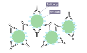 When the body recognises a foreign antigen, lymphocytes produce antibodies