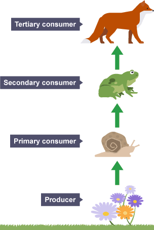 bitesize energy level diagram 5 National    Biology ecosystems Energy  Bitesize in BBC